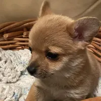 Eevee, a female Pomchi for sale in Swansboro, NC – Photo 5 of 7