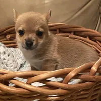 Eevee, a female Pomchi for sale in Swansboro, NC – Photo 7 of 7