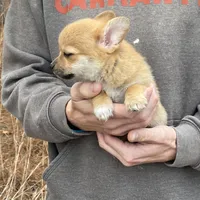 Eevee, a female Pomchi for sale in Swansboro, NC – Photo 2 of 7