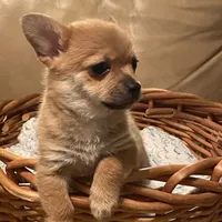 Eevee, a female Pomchi for sale in Swansboro, NC – Photo 3 of 7