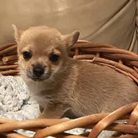 Eevee, a female Pomchi for sale in Swansboro, NC – Photo 4 of 7