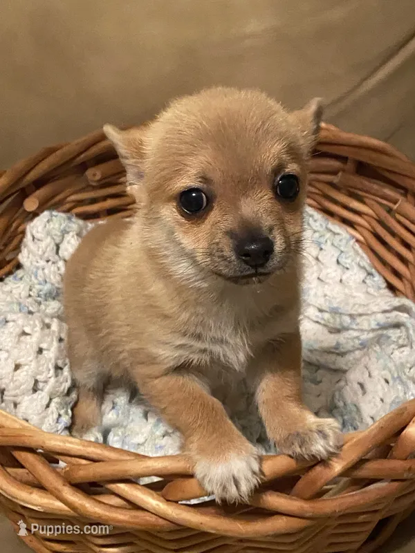 Eevee – Pomchi puppy on hold in Swansboro, NC