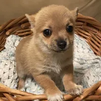 Eevee, a female Pomchi for sale in Swansboro, NC – Photo 1 of 7