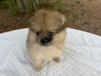 Indigo CKC, a female Pomeranian for sale in Wilmington, NC – 3 of 7