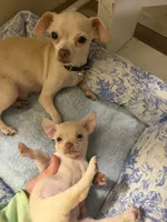 Finley, a female Chihuahua for sale in Castle Hayne, NC – 3 of 5
