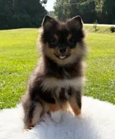 AKC *Full Registration* Mia, a female Pomeranian for sale in Wilmington, NC – 2 of 4