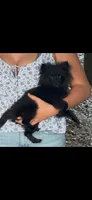 Bella, a female Pomchi for sale in Swansboro, NC – 2 of 3