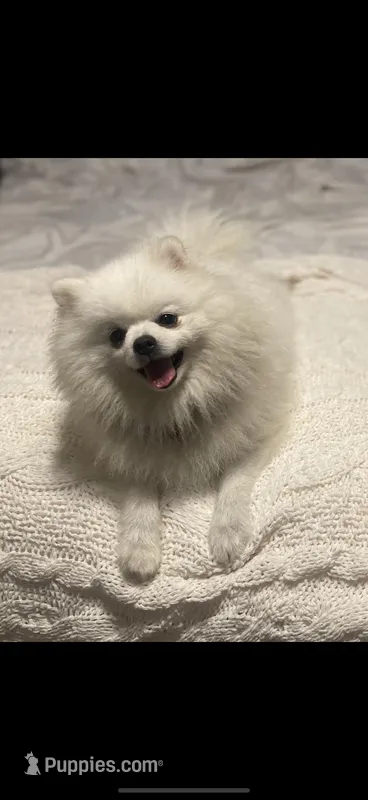 Gordo – Pomeranian puppy on hold in Swansboro, NC