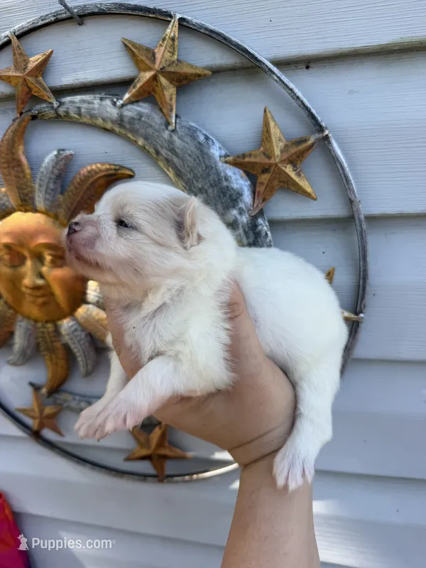 AKC Polar Bear  – Pomeranian puppy for sale in Hubert, NC