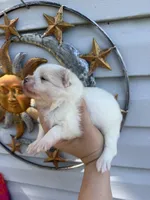 AKC Polar Bear , a male Pomeranian for sale in Hubert, NC – 3 of 3