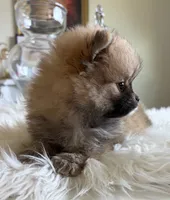 AKC Coco, a female Pomeranian for sale in Wilmington, NC – 2 of 5