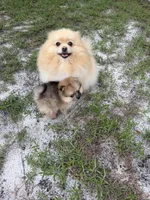 Indigo CKC, a female Pomeranian for sale in Wilmington, NC – 4 of 7