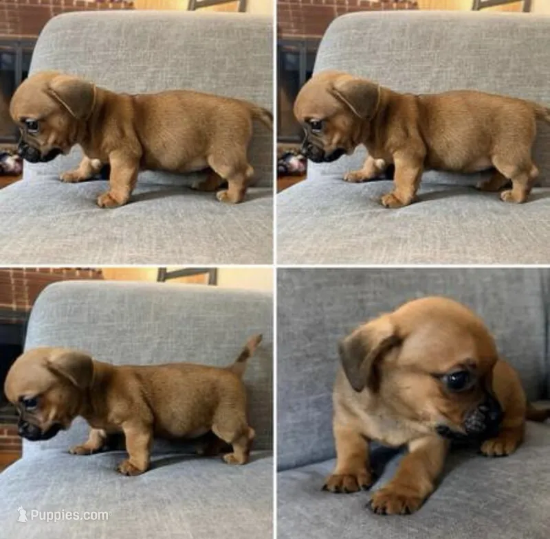 Tank – Chihuahua, Miniature Dachshund puppy for sale in Wilmington, NC