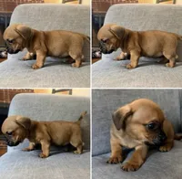 Tank, a male Chihuahua and Miniature Dachshund for sale in Wilmington, NC – 1 of 3