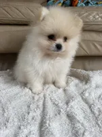 AKC Romeo, a male Pomeranian for sale in Castle Hayne, NC – 4 of 9