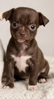 CKC Micro Milo 🐾 💖 , a male Chihuahua for sale in Hubert, NC – 2 of 6