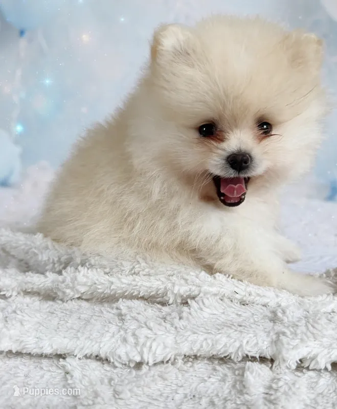 AKC Romeo – Pomeranian puppy for sale in Castle Hayne, NC