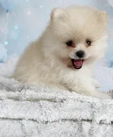 AKC Romeo, a male Pomeranian for sale in Castle Hayne, NC – 1 of 9