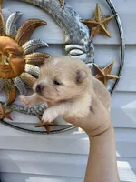 AKC Sunfyre, a male Pomeranian for sale in Hubert, NC – 6 of 7