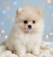 AKC Romeo, a male Pomeranian for sale in Castle Hayne, NC – 3 of 9