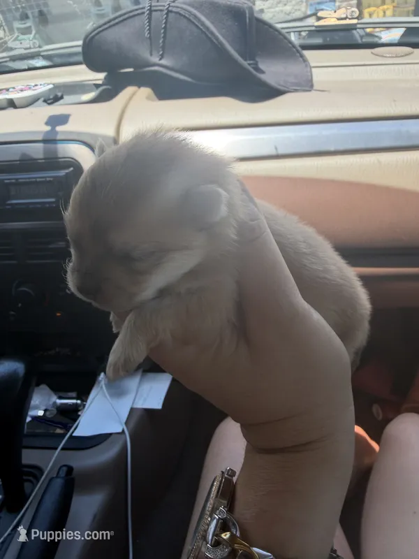 Squeaky – Pomeranian puppy for sale in Swansboro, NC