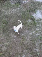 Finley - 3.5 Lbs , a female Chihuahua for sale in Castle Hayne, NC – 4 of 4