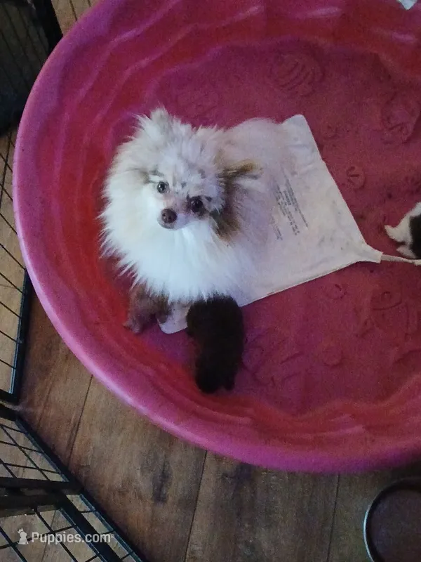 Babygirl – Pomeranian puppy for sale in Swansboro, NC