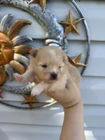 AKC Sunfyre, a male Pomeranian for sale in Hubert, NC – 7 of 7
