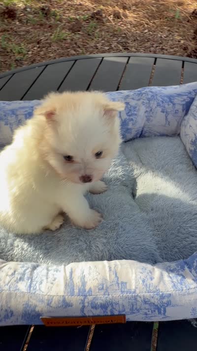 AKC Bear , a male Pomeranian for sale in Hubert, NC – 4 of 4