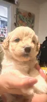 Bear, a male Maltipoo and Poodle - Miniature  for sale in Swansboro, NC – 2 of 3