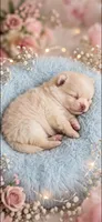 AKC Jax, a male Pomeranian for sale in Wilmington, NC – 1 of 7