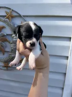 CKC Bella, a female Chihuahua for sale in Hubert, NC – 4 of 4