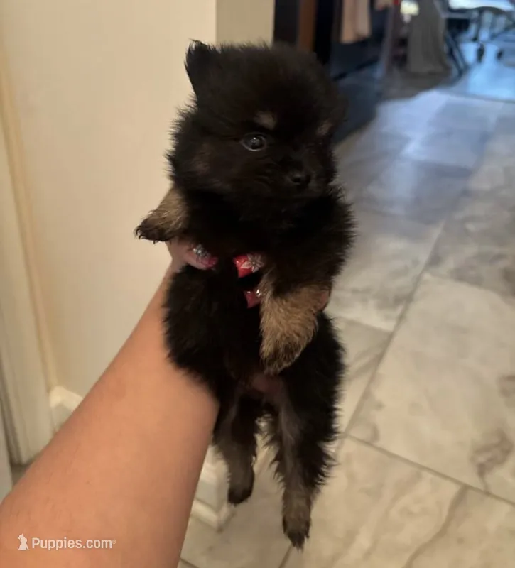 Mikka  – Pomeranian puppy for sale in Swansboro, NC
