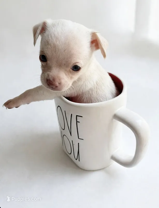 CKC Tiny  – Chihuahua puppy for sale in Castle Hayne, NC