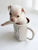 CKC Tiny , a male Chihuahua for sale in Castle Hayne, NC – 1 of 9