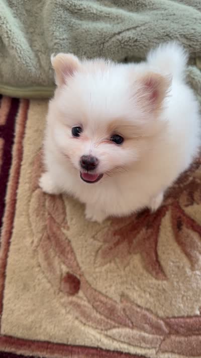 AKC Bear , a female Pomeranian for sale in Wading River, NY – 6 of 6