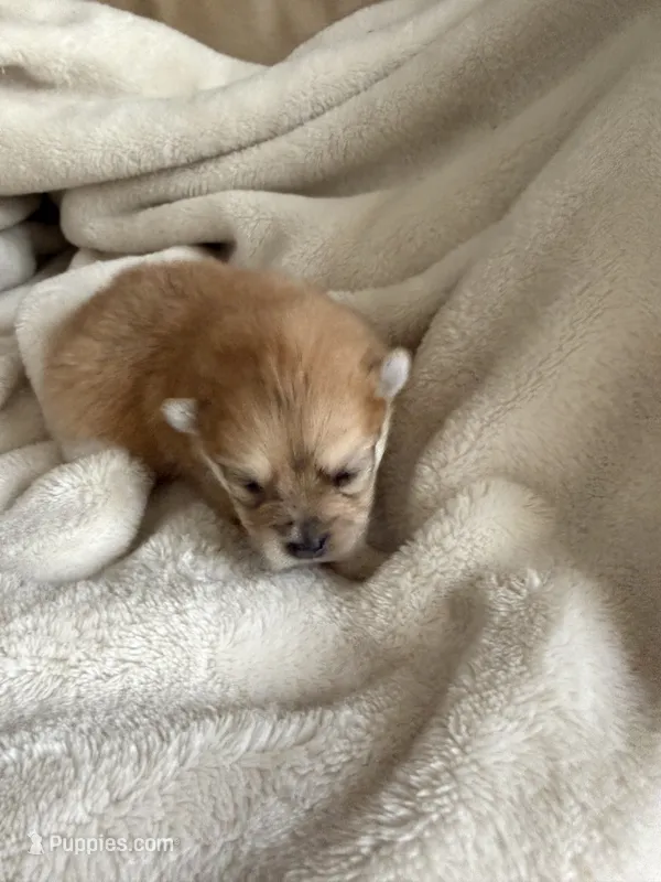 Harlow – Pomeranian puppy for sale in Swansboro, NC