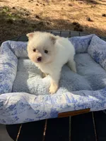 AKC Bear , a male Pomeranian for sale in Hubert, NC – 1 of 4