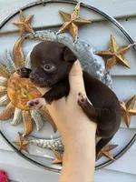 CKC Tank, a male Chihuahua for sale in Wilmington, NC – 3 of 4