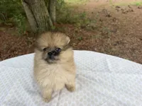 Indigo CKC, a female Pomeranian for sale in Wilmington, NC – 2 of 7