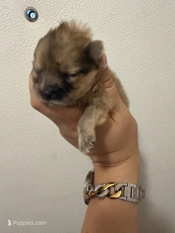 Mimi – Pomeranian puppy for sale in Swansboro, NC
