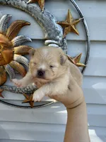 AKC Sunfyre, a male Pomeranian for sale in Hubert, NC – 3 of 7