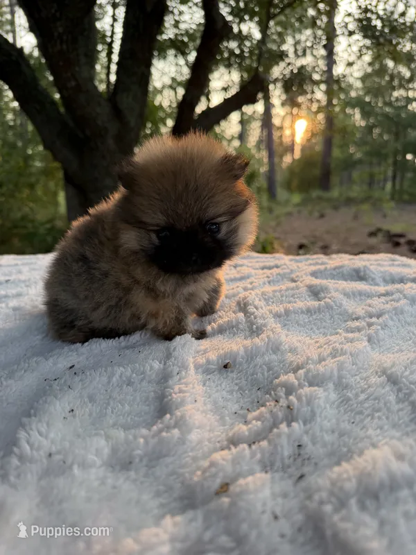 Duke – Pomeranian puppy on hold in Swansboro, NC