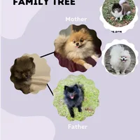 Gucci (tiny), a male Pomeranian for sale in Swansboro, NC – Photo 6 of 7