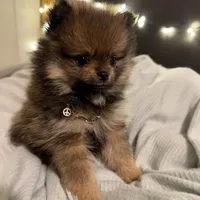 Gucci (tiny), a male Pomeranian for sale in Swansboro, NC – Photo 1 of 7