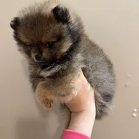 Gucci (tiny), a male Pomeranian for sale in Swansboro, NC – Photo 3 of 7