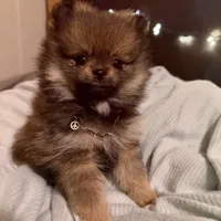 Gucci (tiny), a male Pomeranian for sale in Swansboro, NC – Photo 7 of 7