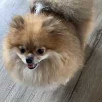 Gucci (tiny), a male Pomeranian for sale in Swansboro, NC – Photo 5 of 7