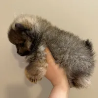 Gucci (tiny), a male Pomeranian for sale in Swansboro, NC – Photo 4 of 7