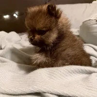 Gucci (tiny), a male Pomeranian for sale in Swansboro, NC – Photo 2 of 7